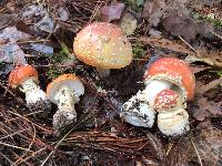 Amanita persicina image