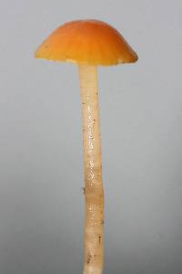 Hygrocybe psittacina var. perplexa image