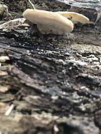 Vanderbylia robiniophila image