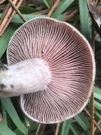 Lactarius paradoxus image