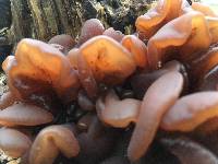 Auricularia angiospermarum image