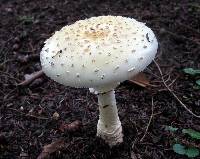 Amanita multisquamosa image