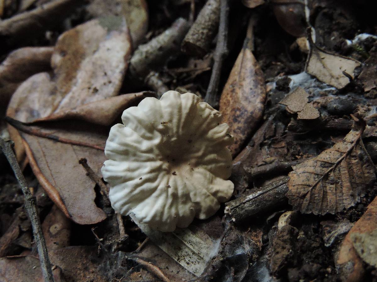 Marasmiellus alliiodorus image