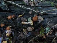 Galerina patagonica image