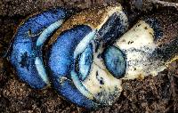 Gyroporus furvescens image