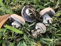 Cortinarius alboviolaceus image