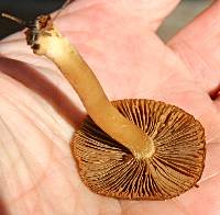 Inocybe subochracea image