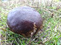 Calvatia cyathiformis image