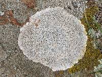 Lecanora rupicola var. rupicola image