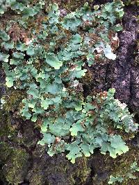 Lobaria quercizans image