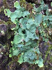 Lobaria quercizans image