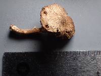 Inocybe lanuginosa image