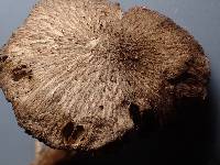 Inocybe lanuginosa image