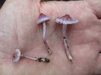 Inocybe lilacina image