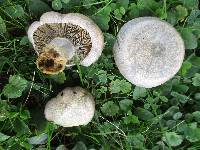 Lactarius chelidonium image