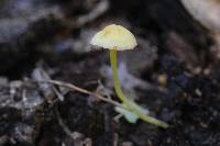 Mycena crocea image