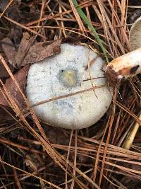 Lactarius paradoxus image