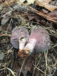 Lactarius paradoxus image