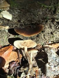 Agrocybe firma image