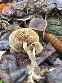 Agrocybe firma image