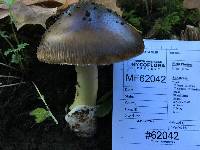 Amanita sect. Vaginatae image