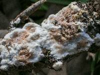 Gloeoporus dichrous image