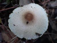 Lepiota clypeolaria image