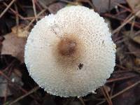 Lepiota clypeolaria image