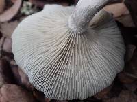 Clitocybe odora image