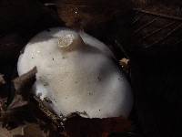 Hygrophorus eburneus image