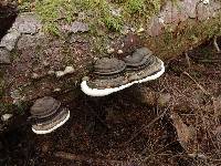 Fomitopsis ochracea image