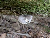 Pluteus americanus image