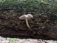 Pluteus americanus image