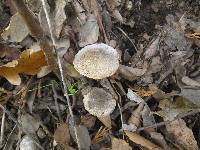 Lepiota grangei image