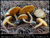 Suillus cothurnatus image