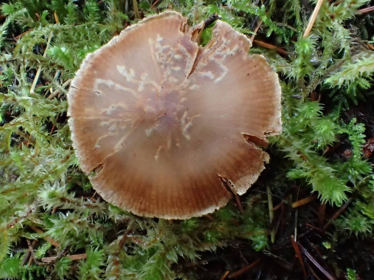 Cortinarius helvolus image