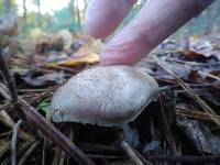 Agaricus vinosobrunneofumidus image