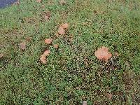 Suillus caerulescens image