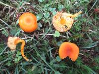 Hygrocybe miniata image
