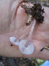 Mycena rosea image