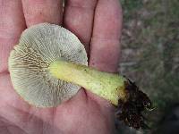 Tricholoma odorum image