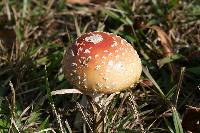 Amanita persicina image