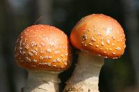 Amanita persicina image
