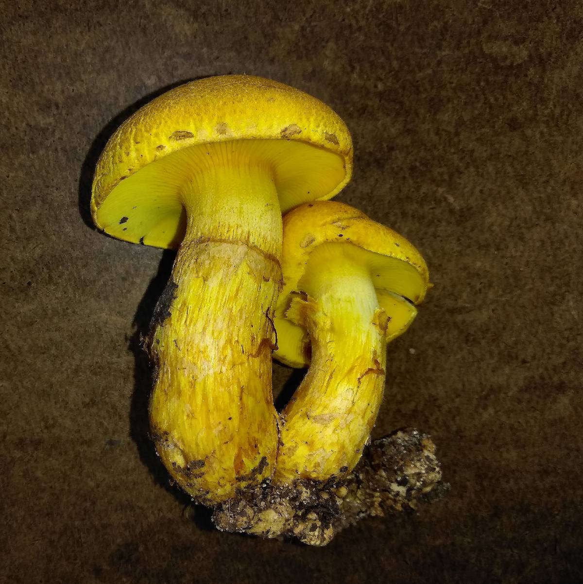Gymnopilus subspectabilis image