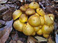 Gymnopilus subspectabilis image