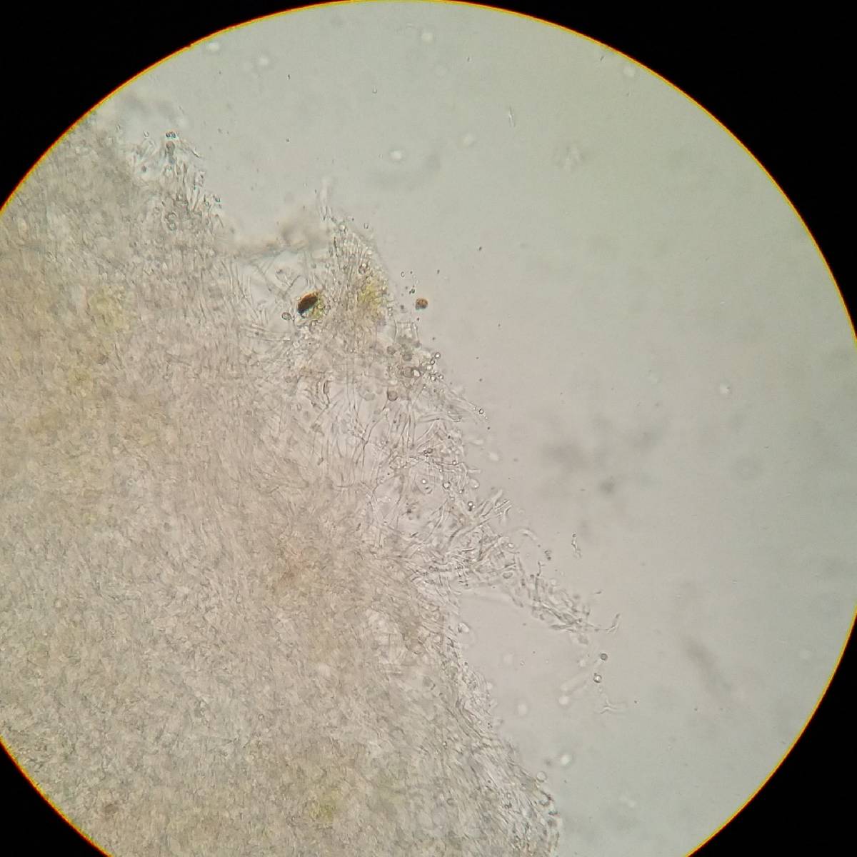 Cyphellostereum pusiolum image