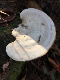 Trametes gibbosa image