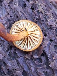 Pholiota granulosa image