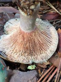 Lactarius paradoxus image