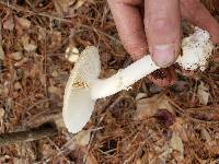 Amanita crenulata image